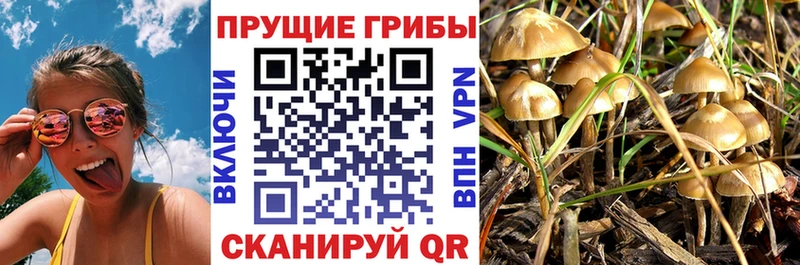 Купить  Красный Сулин  Галлюциногенные грибы прущие грибы 